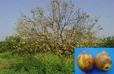 Turunçgil Uçkurutan Hastalığı Belirtileri, Nedenleri Ve Mücadelesi