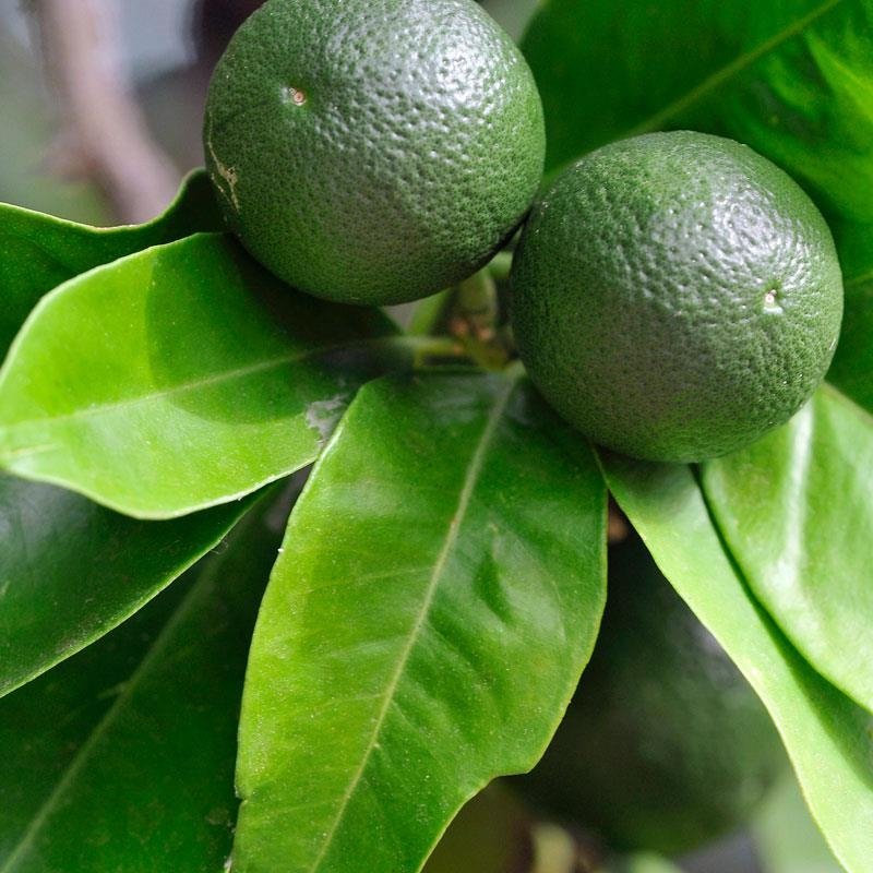 Turunçgil Yetiştiriciliği