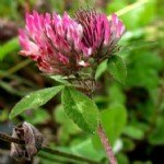 Üçgül Yetiştiriciliği Nasıl Yapılır? Üçgül Yetiştiriciliği Nasıl Yapılır?