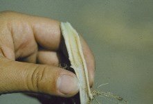 Verticillium Solgunluğu Hastalığı Belirtileri, Nedenleri Ve Mücadelesi