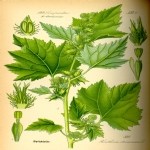 Xantium Strumarium L. (Domuz Pıtrağı, Sırça Otu) Otu