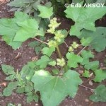 Xantium Strumarium L. (Domuz Pıtrağı, Sırça Otu) Otu