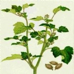 Xantium Strumarium L. (Domuz Pıtrağı, Sırça Otu) Otu