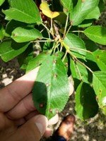 Kayısı Yaprak Delen Hastalığı Belirtileri, Nedenleri Ve Mücadelesi