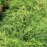 Süs Bitkileri Resimleri Süs Bitkileri Resimleri