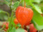 Yerkirazı (Physalis) Yetiştiriciliği Nasıl Yapılır?
