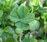 Yonca Tarımı Nasıl Yapılır?