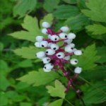 Evde Ve Bahçede Bulunabilecek En Tehlikeli Bitkiler