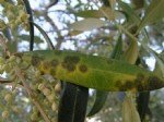 Zeytin Halkalı Leke Hastalığı Belirtileri, Nedenleri Ve Mücadelesi