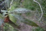 Zeytin Halkalı Leke Hastalığı Belirtileri, Nedenleri Ve Mücadelesi