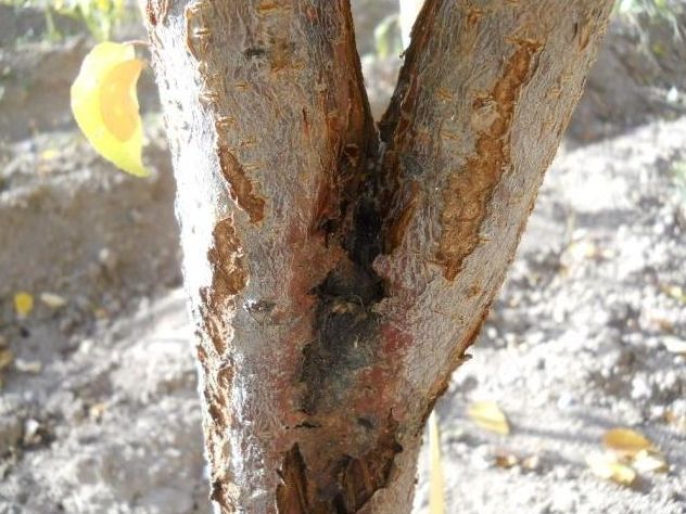 Pseudomonas syringae pv. syringaeÂ sorhocam ile ilgili gÃ¶rsel sonucu