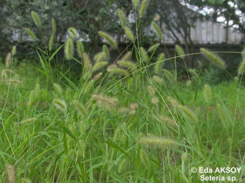 Seteria Viridis (L.) P.b. (Yeşil Cin Darısı) Yeşil Cin Darısı