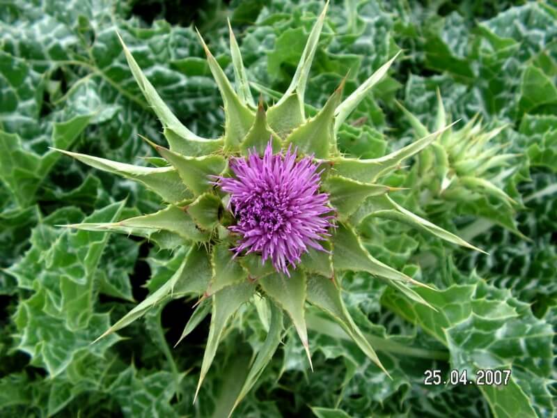 Meryemana Dikeni (Silybum Marianum) Faydaları Ve Zararları
