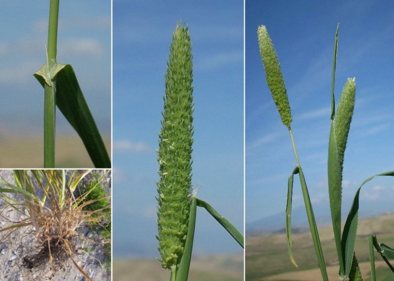 Yumuşak Başaklı Kuş Yemi