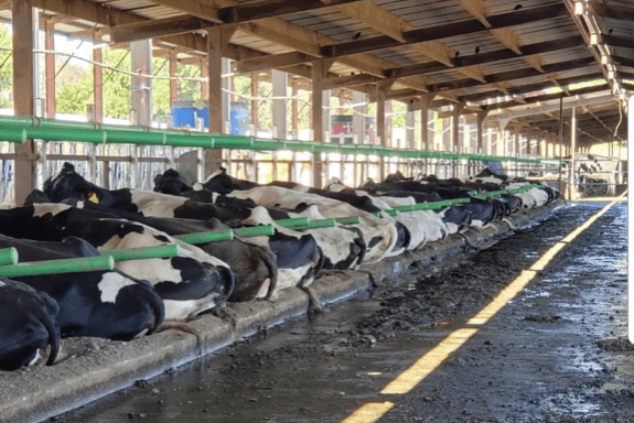 Sürü Yönetim Sistemleri: Takip, Kayıt Ve Verimlilik