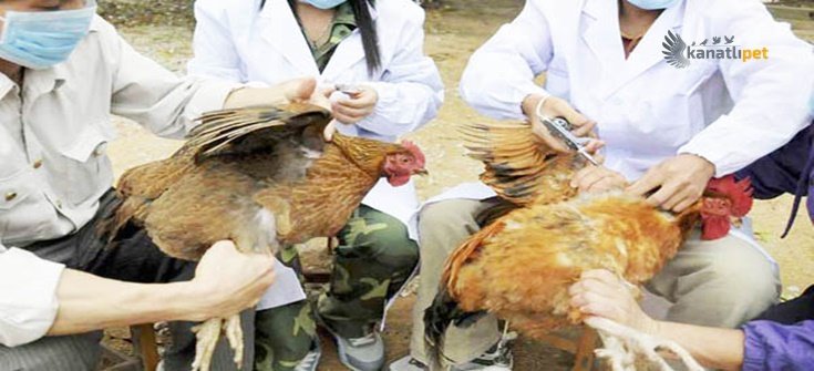 Tavuklar Ne Zaman Aşılanmalı? Yüklenen Resim