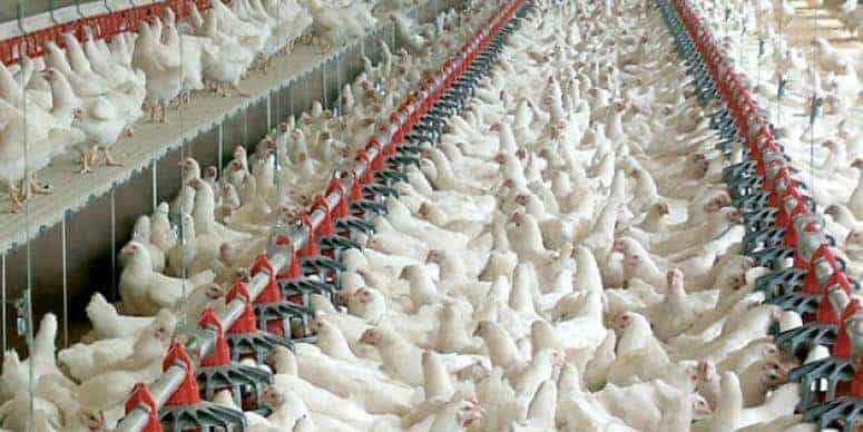 Kümes Nasıl Isıtılır? Etkili Ve Ekonomik Yöntemler Nelerdir? Yüklenen Resim