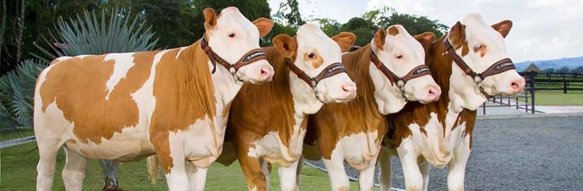 Büyükbaş Hayvanlarda Antibiyotik Kullanımı 