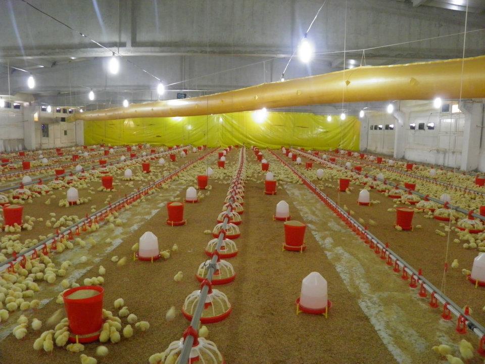 Piliç Nasıl Yetiştirilir? ETLİK PİLİÇ YETİŞTİRİCİLİĞİ