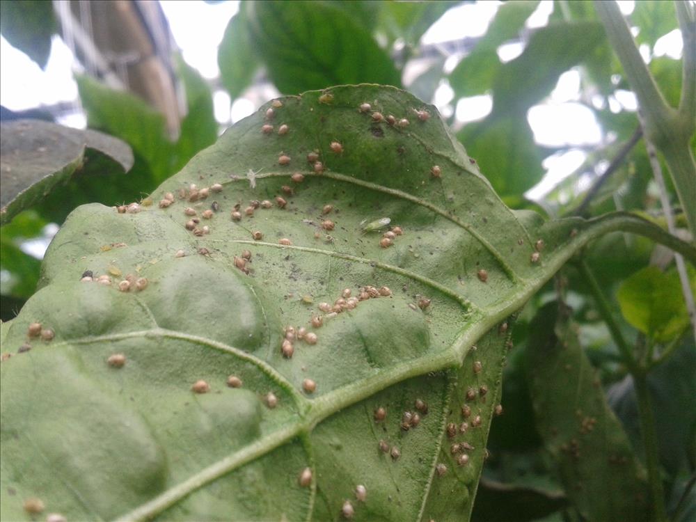 Zararlılara Karşı Biyolojik Mücadele Biyolojik Mücadele