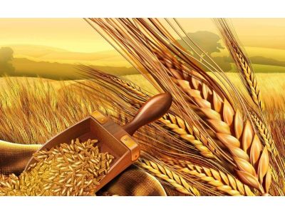 Buğdayda Çeşit Seçimi Nasıl Olmadılır?