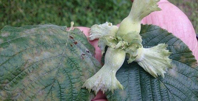 Fındıkta Külleme Hastalığı