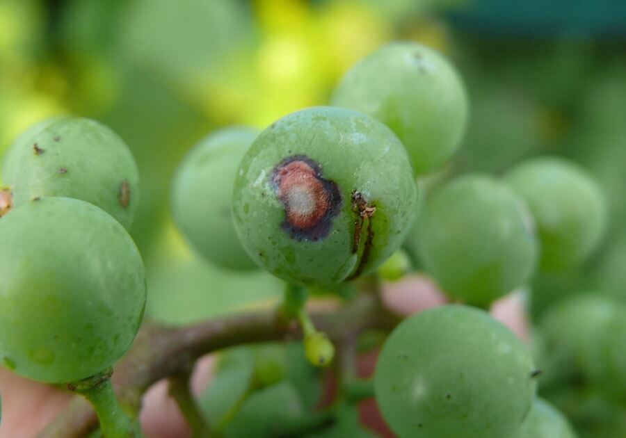 Bağ Antraknozu Hastalığı