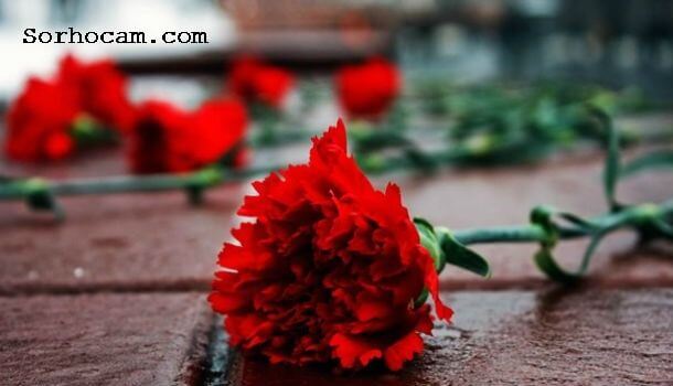 Serada Karanfil Yetiştiriciliği Nasıl Yapılır?