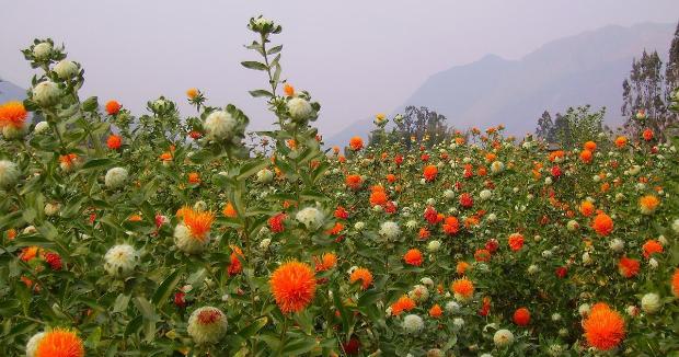 Aspir Gübrelemesi Nasıl Yapılır?
