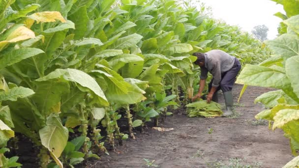Tütün Gübrelemesi Nasıl Yapılır?