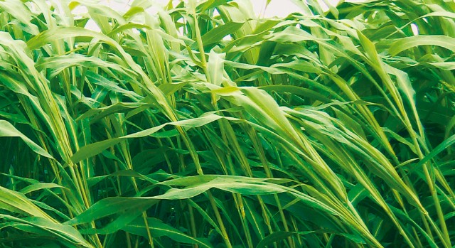 Sorgum Gübrelemesi Nasıl Yapılır?