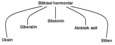 Bitki Büyüme Maddeleri (Bitkisel Hormonlar) Nelerdir?