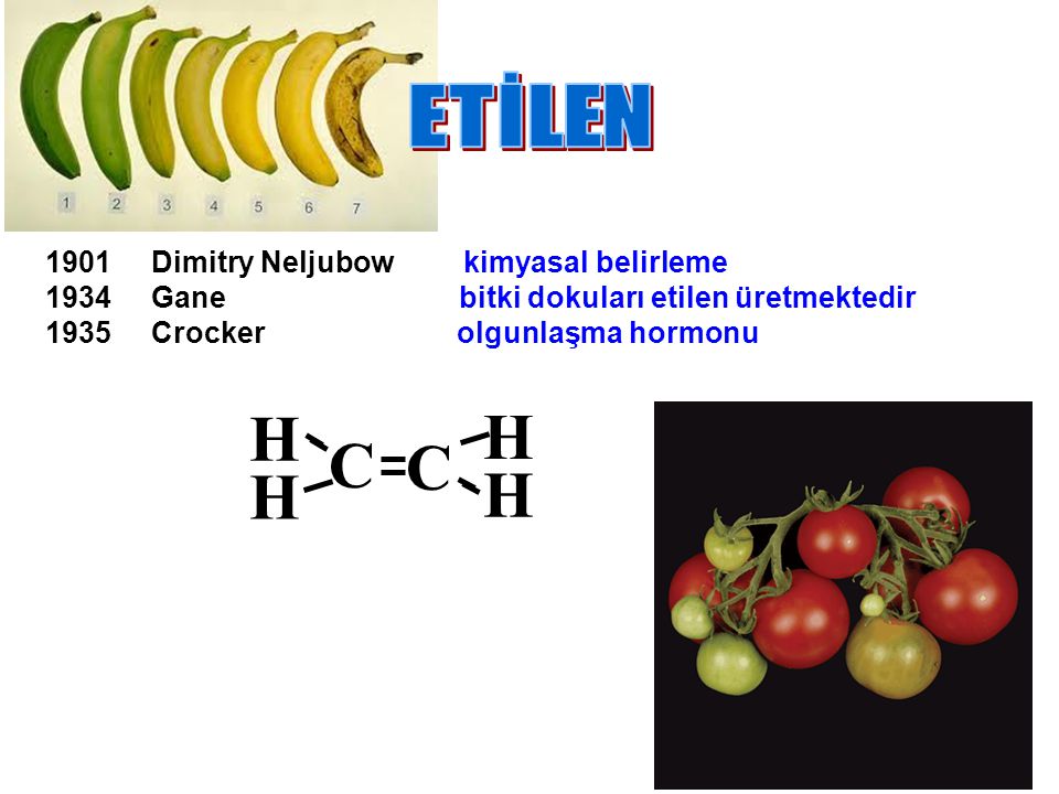 Bitki Büyüme Maddeleri (Bitkisel Hormonlar) Nelerdir?