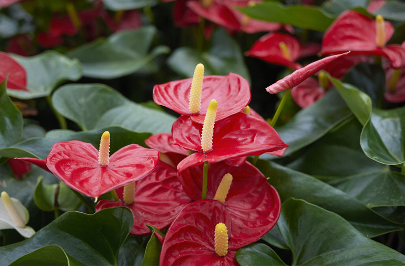 Antoryum (Flamingo Çiçeği)