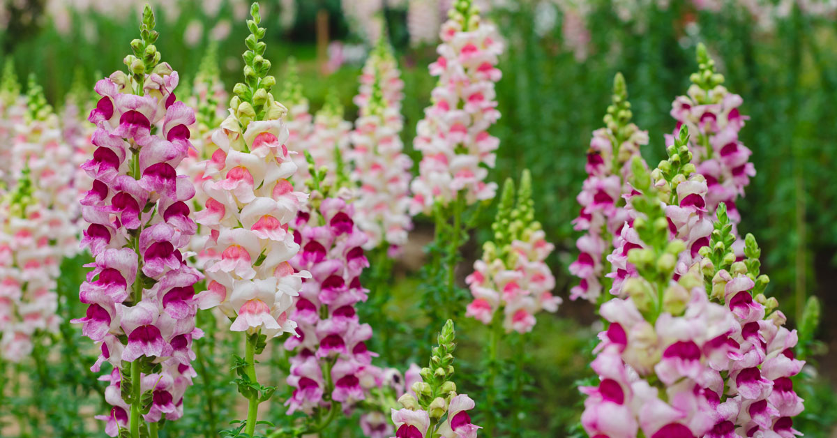 Aslanağzı Çiçeği