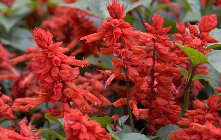 Ateşe Çiçeği Özellikleri Ve Bakımı