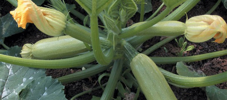 Sakız Kabağı Yetiştiriciliği