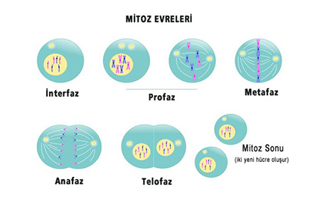 Mitoz Bölünme Nedir? Mitoz Bölünme Evreleri