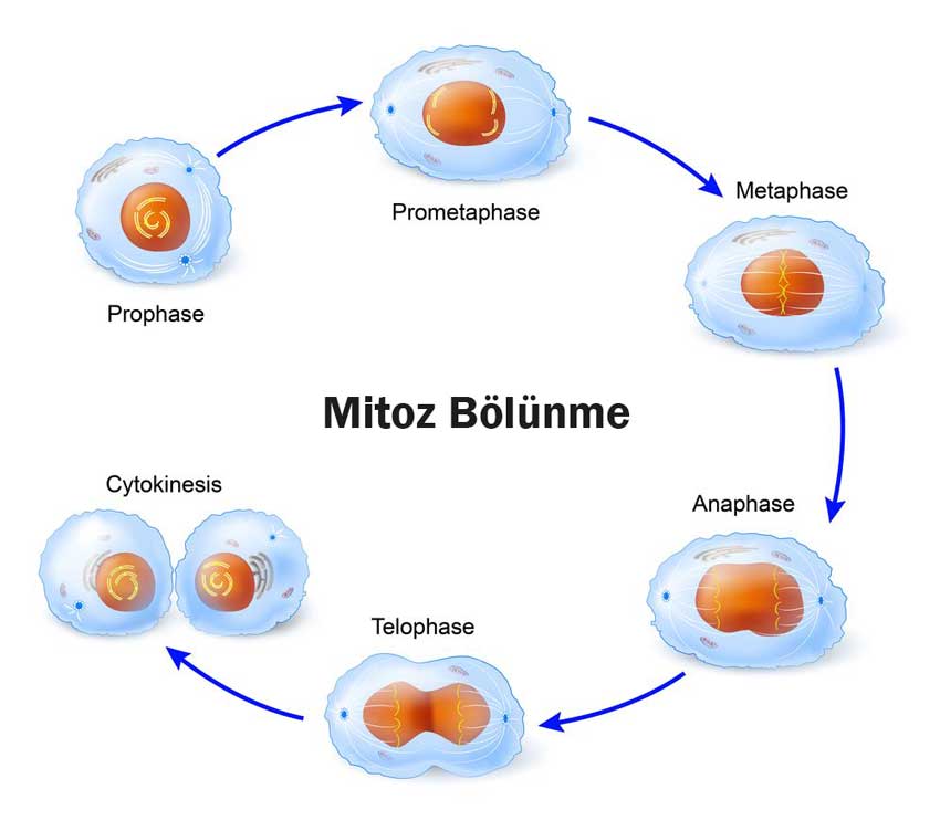  Mitoz Bölünme