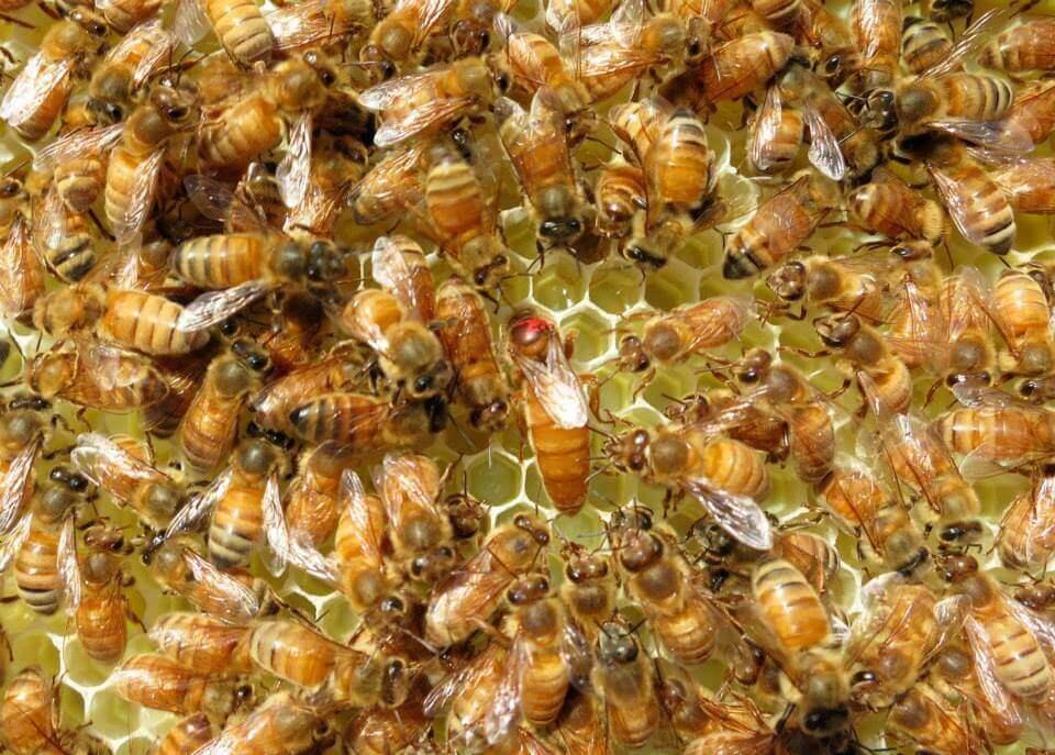 İtalyan Arısının Özellikleri Nelerdir?