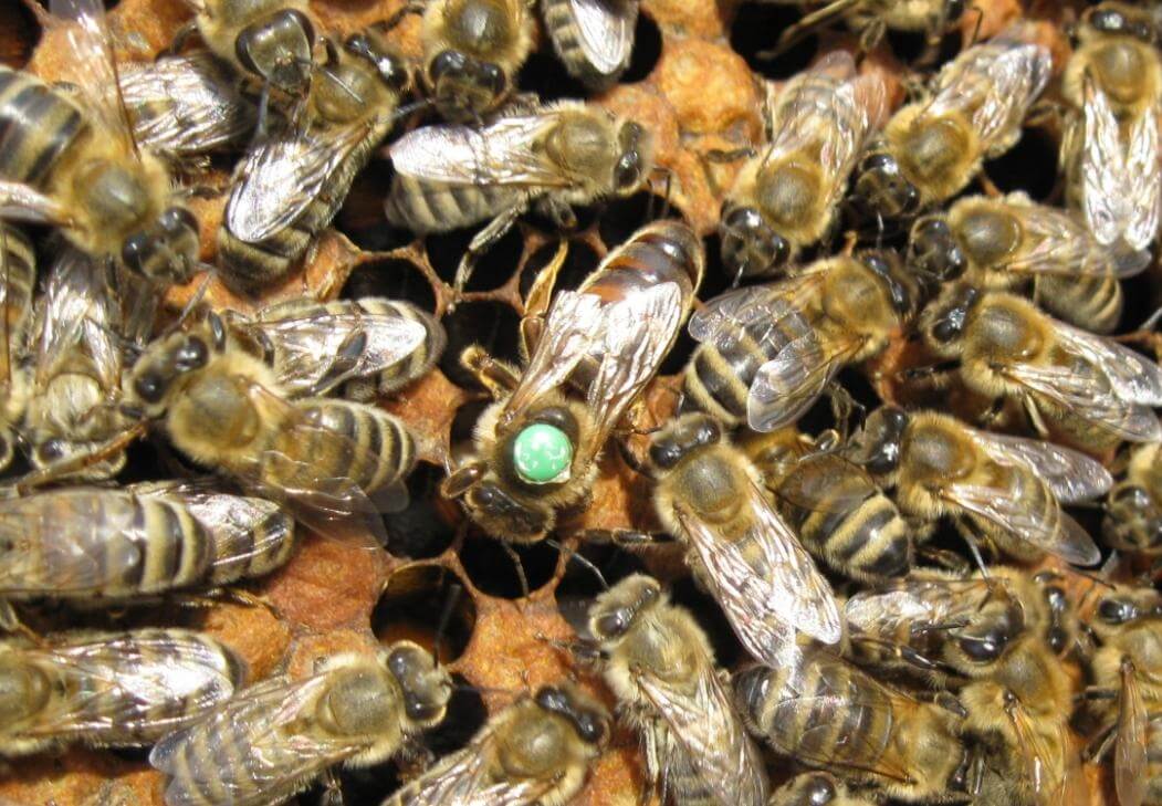 Karniyol Arısının Özellikleri Nelerdir?