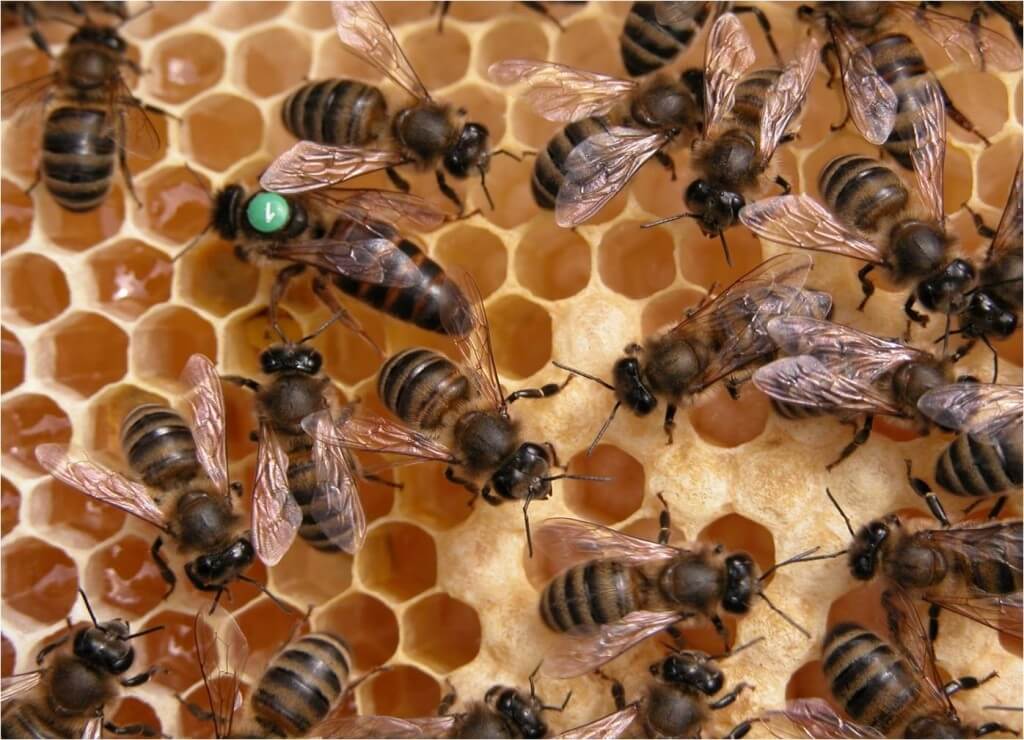 Kafkas Arısının Özellikleri Nelerdir?