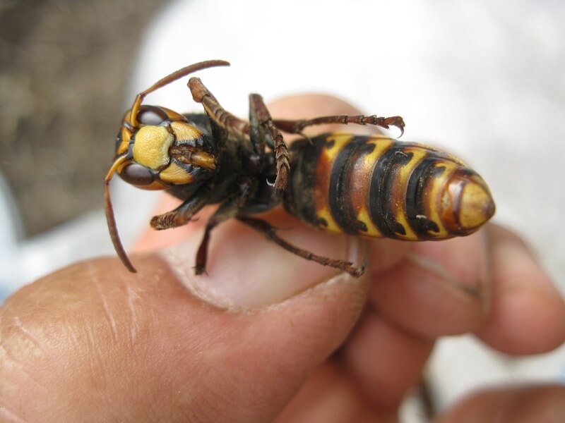 Eşek Arıları Ve Özellikleri Nelerdir?