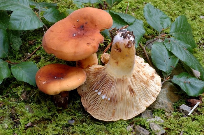 Tirmit Mantarı Nedir?