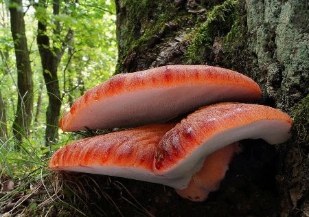 Biftek Mantarı Nedir?