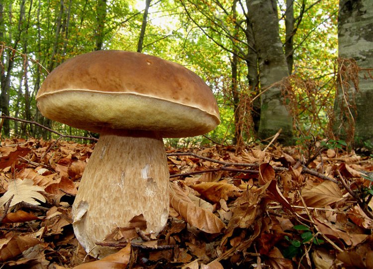 Çörek Mantarı (Boletus Edulis) Nedir? Çörek Mantarı (Boletus Edulis) Nedir?