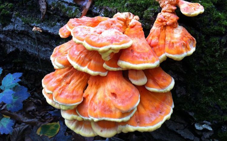 Kükürt Mantarı Nedir?