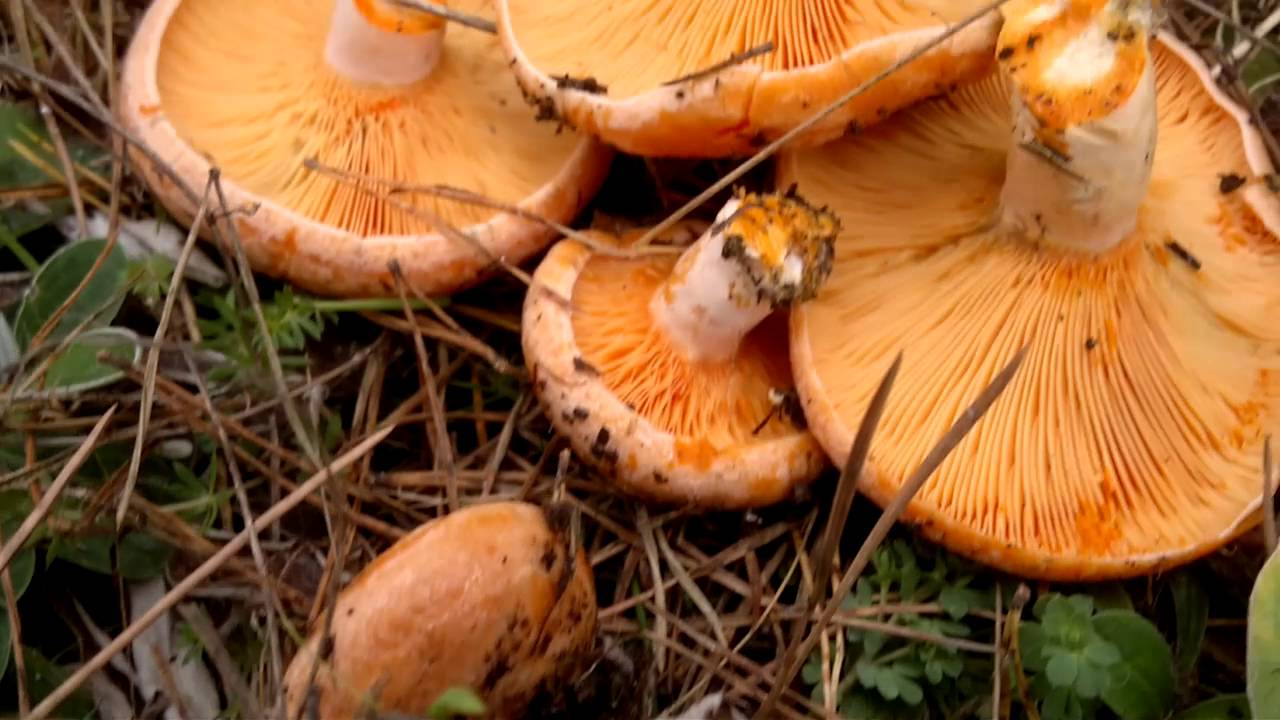 Kanlıca Mantarı Nedir?