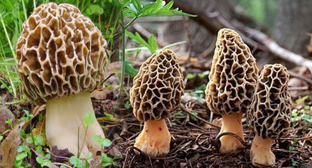 Kuzugöbeği Mantarı Nedir? Kuzugöbeği Mantarı Nedir?