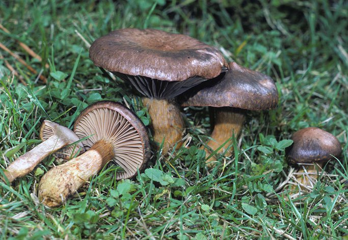 Çam Kabara Mantarı Nedir? Çam Kabara Mantarı Nedir?